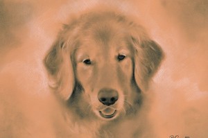 Charcoal Golden Retriever by Dane Gagnon