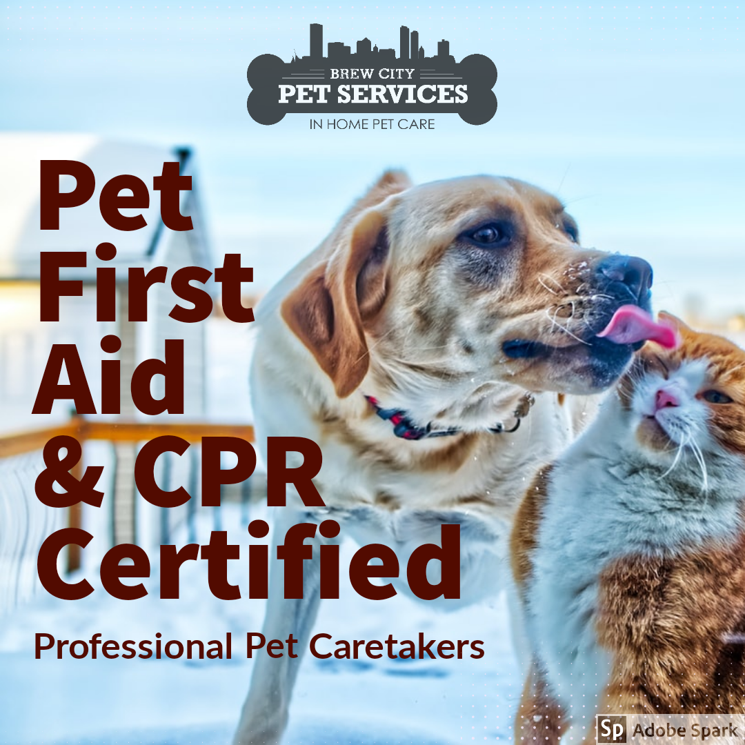 Hiring a pet first aid & cpr certified pet sitter Brew