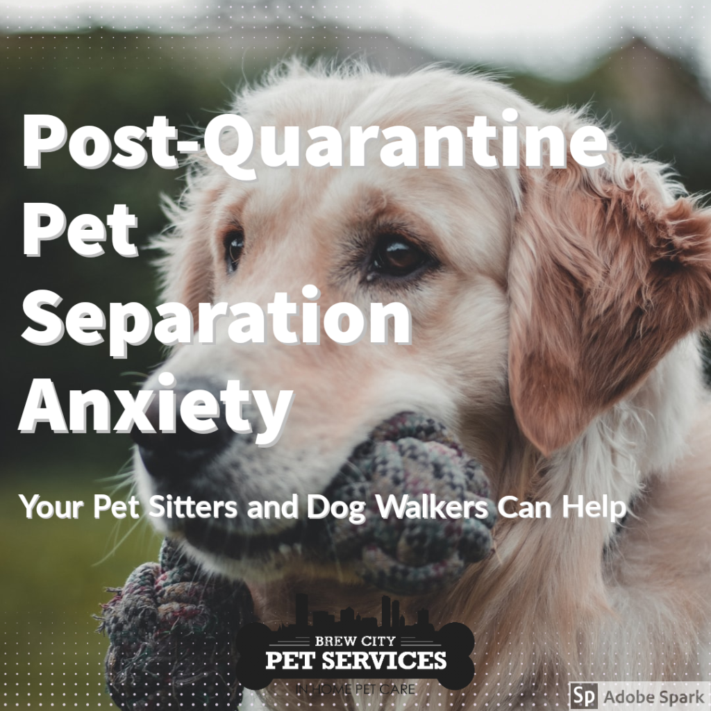 PostQuarantine Pet Separation Anxiety Brew City Pet Services, LLC