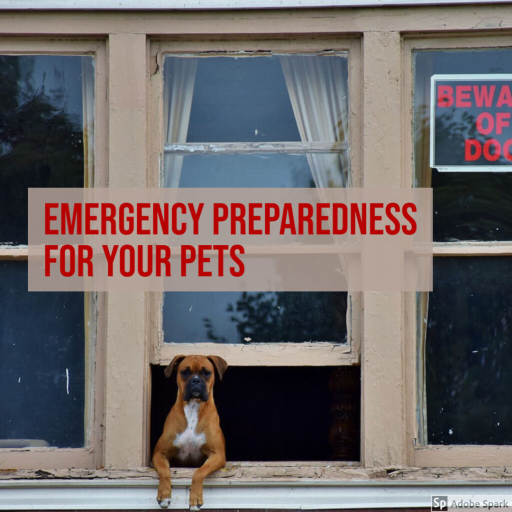 emergency preparedness pets
